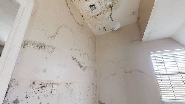 Best Mold Documentation for Insurance Claims  in Water Mill, NY