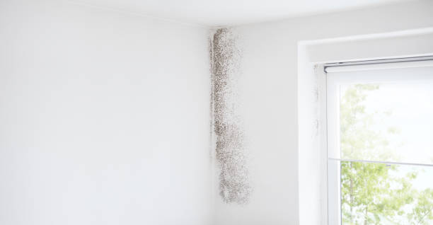 Best Environmental Consulting for Mold Prevention  in Water Mill, NY