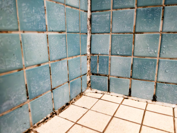 Best Mold Remediation for Healthcare Facilities  in Water Mill, NY