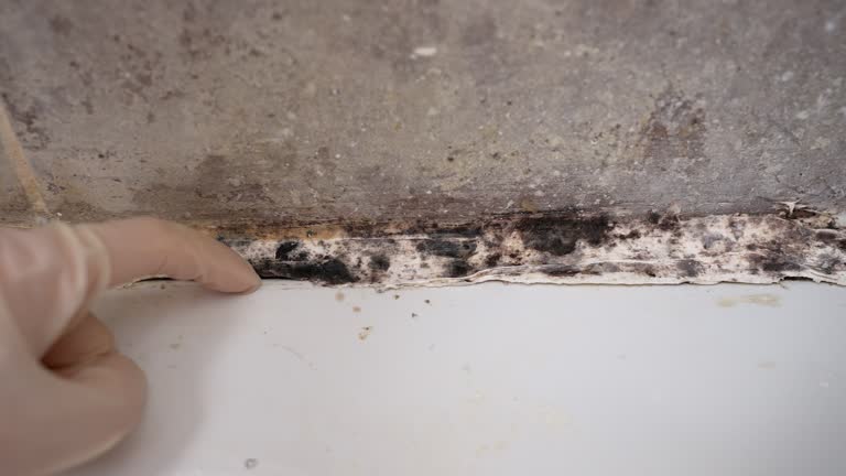 Best Attic Mold Removal  in Water Mill, NY