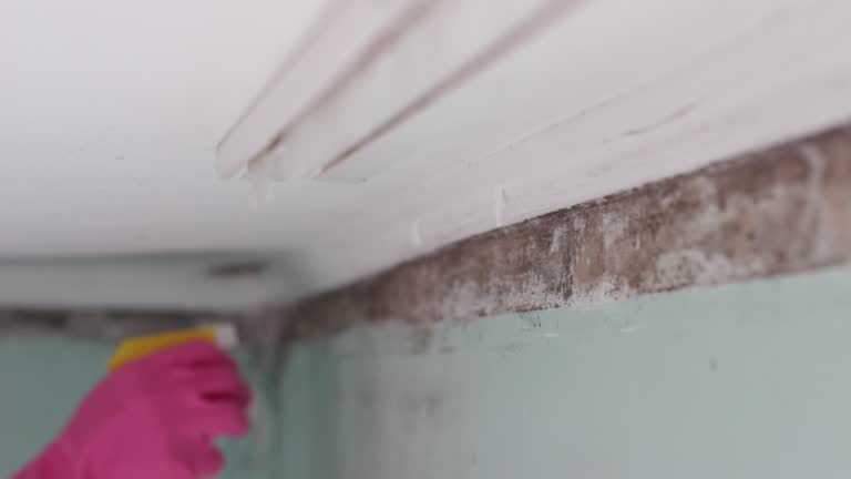  Water Mill, NY Mold Removal Pros